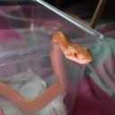 about-lilcornsnake avatar