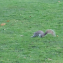 heylook-a-squirrel avatar