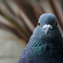 1000pigeons avatar