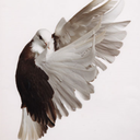 12345pigeons avatar