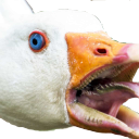 a-literal-goose avatar