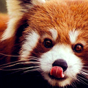 a-red-panda-blog avatar