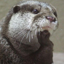 academic-otter avatar