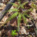 adiantum-sporophyte avatar