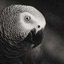 africangreyparrotlove avatar