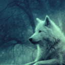 alex-loves-wolves avatar