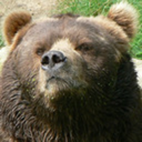 aliteralgrizzlybear avatar