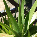 aloe-vera-plant-blog avatar