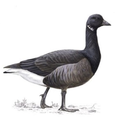 alpha-goose avatar