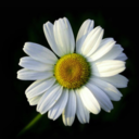 alsoknownasdaisy avatar