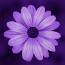 amethystie avatar