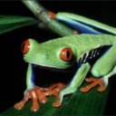 amphibianpet avatar