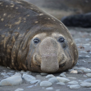 anelephantseal avatar