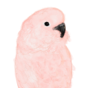 anemonebird avatar