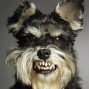 angryschnauzer avatar