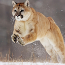 animal-wildlife-blog avatar