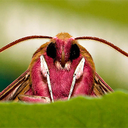 annoyingmoth avatar