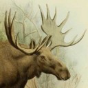 antlermotif avatar