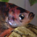 apathetic-fishies avatar