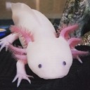 aristotle-the-axolotl-offical avatar