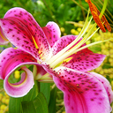 asiatic-lilies avatar