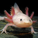 axolotl66 avatar