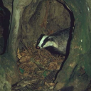 badgerdiscourse avatar