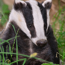 badgerofshambles avatar