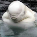 bagels-for-belugas avatar