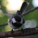 balconybirds avatar