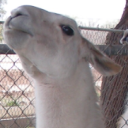 bard-llama avatar