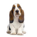 bassetblog avatar