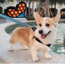 bensonthecorgi avatar