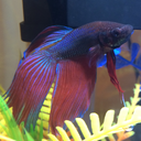 betta-boi avatar