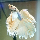 betta-kai avatar