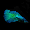 bettas-bitsandbobs avatar