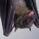 bewitching-bats avatar