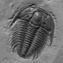 beyondtheprecambrian avatar