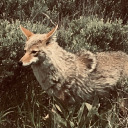 big-coyote avatar