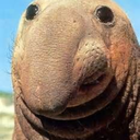 big-nose-seal avatar