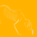 bigcatskeleton avatar