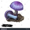 bigfungus7 avatar