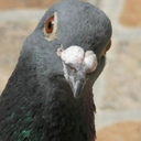 birthdaypigeon avatar