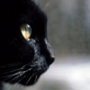 blackcatisstaring avatar