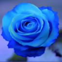 blue-rose-89 avatar