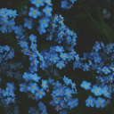 bluebellsandbows avatar