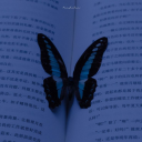 bluebutterfly-iwannabeperfect avatar