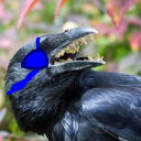 brachyrhynchos-corvus avatar