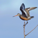 btgodwit avatar