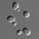 buddingsaccharomyces avatar